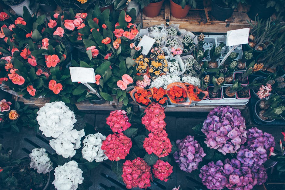 A variety of fresh flowering plants displayed for flower delivery at waterlooflorist.co.uk, including vibrant pink and white hydrangeas arranged in clusters with delicate petals and lush green leaves.