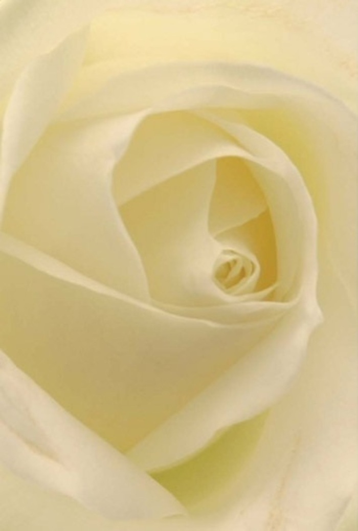 Drawn into the serene heart of this classically arranged white rose, you're met by meticulously layered petals that spiral with unhurried intention-a composition where tranquility and sophistication reign. The palette transitions from gentle whites to creamy, nearly translucent outer edges, a play of subtle colour that echoes the soft daylight drifting through Waterloo's iconic squares. Every petal is plush and velvety, inviting the fingertips to explore the nuances of texture and the way the light seeps through, as if the flower glows from within. As a local florist, I see in this bloom a sense of purity and silent resilience-a reflection of Waterloo itself, where history and renewal intertwine. It would grace a wedding, serve as the centerpiece for reconciliation, or convey unspoken love with elegant simplicity. The spiral core hints at perfect order, balancing the delicacy of the outer petals with a quiet determination reminiscent of the community's enduring spirit. Shadows settle gently within each fold, lending depth and artistry, while the imagined fragrance is clean, subtle, and unwavering-a timeless offering for any Waterloo occasion, whether celebration or solace.